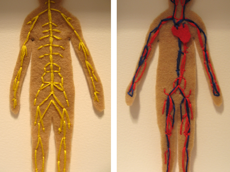 Nervous Circulatory Systems